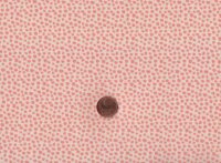 Posh Hedehogs Dots coral