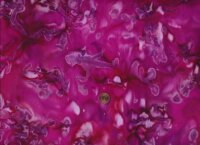 Batik magenta