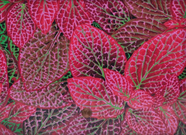 P. Jacobs PJ129 Fittonia red